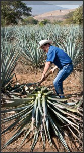 agave_cut